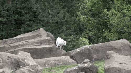 Goats Are The Maestros Of Parkour