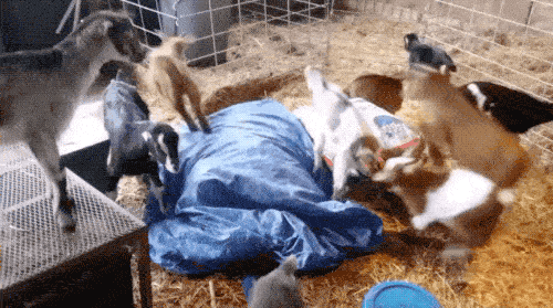 Goats Are The Maestros Of Parkour