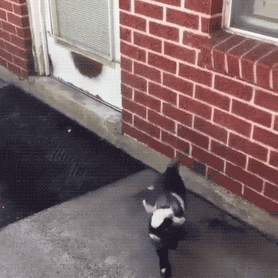 Goats Are The Maestros Of Parkour