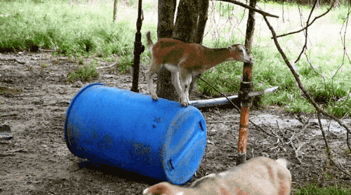 Goats Are The Maestros Of Parkour