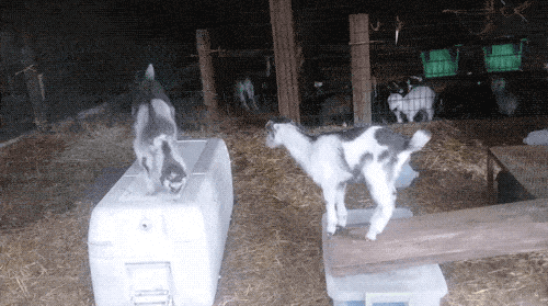 Goats Are The Maestros Of Parkour