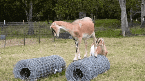 Goats Are The Maestros Of Parkour