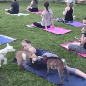 Goats Are The Maestros Of Parkour