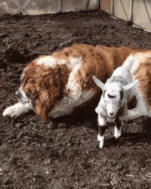 Goats Are The Maestros Of Parkour