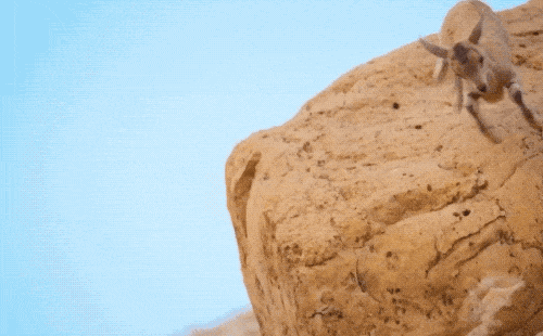 Goats Are The Maestros Of Parkour