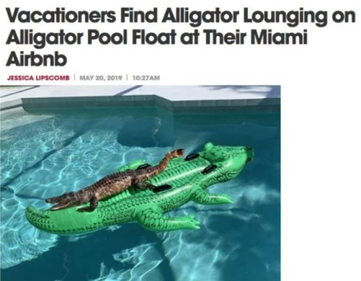 Florida Keeps The Steady Supply Of WTF Headlines