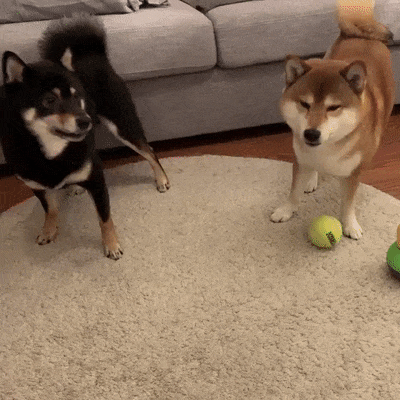 It’s Dog Day Every Day!