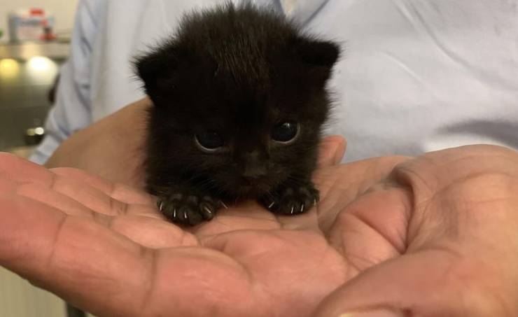 The Tinier The Animal, The Cuter It Is