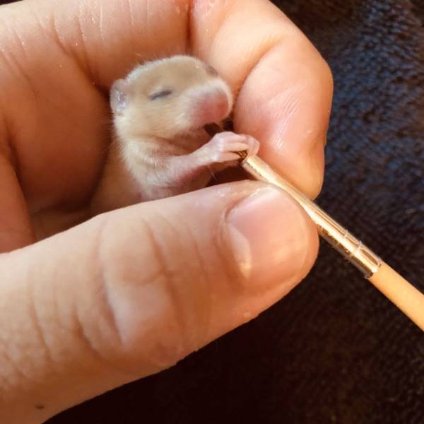 The Tinier The Animal, The Cuter It Is