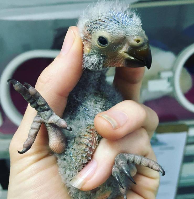 The Tinier The Animal, The Cuter It Is