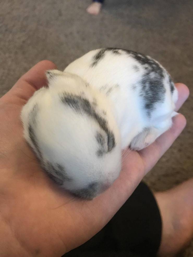 The Tinier The Animal, The Cuter It Is