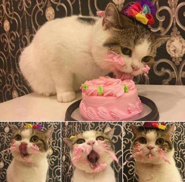 Funny Picdump