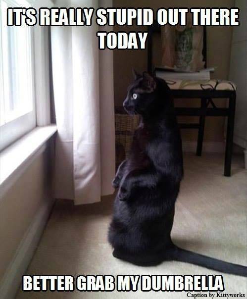 funny picdump 60 pics 17.html - 60 HD Photos | Premium Gallery 2019