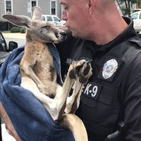 its all about the boobs 53 pics.html - 53 HD Photos | Premium Gallery 2020