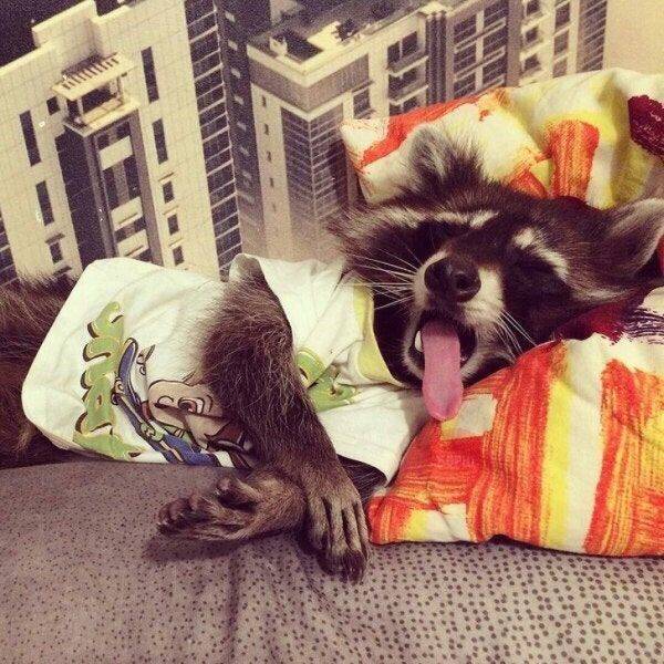 Animals Just Can’t Stop Being Funny