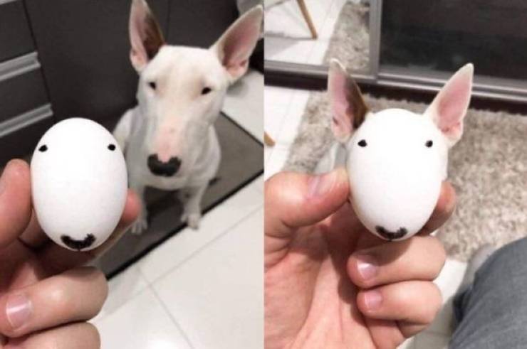Animals Just Can’t Stop Being Funny