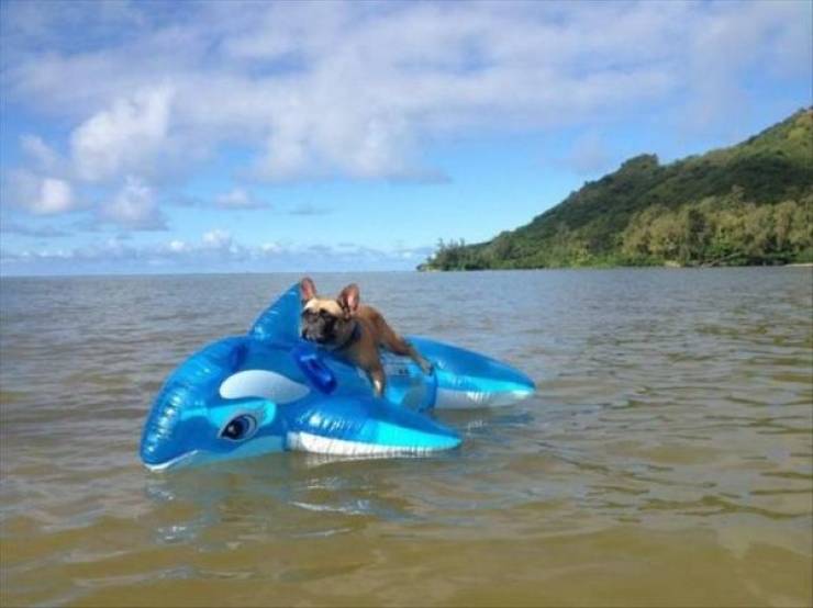 Animals Just Can’t Stop Being Funny
