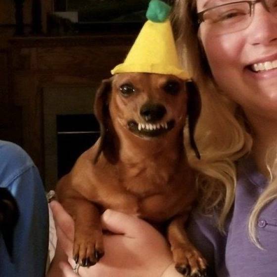 Animals Just Can’t Stop Being Funny