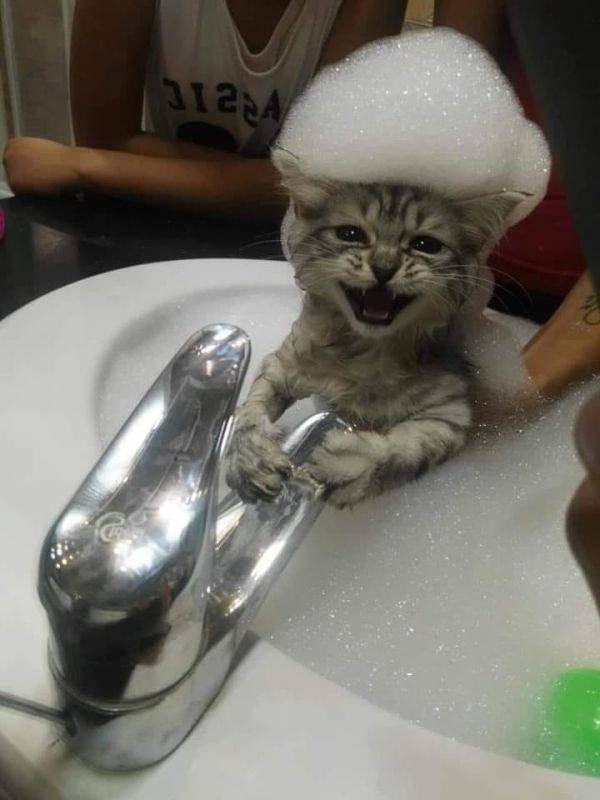 Animals Just Can’t Stop Being Funny