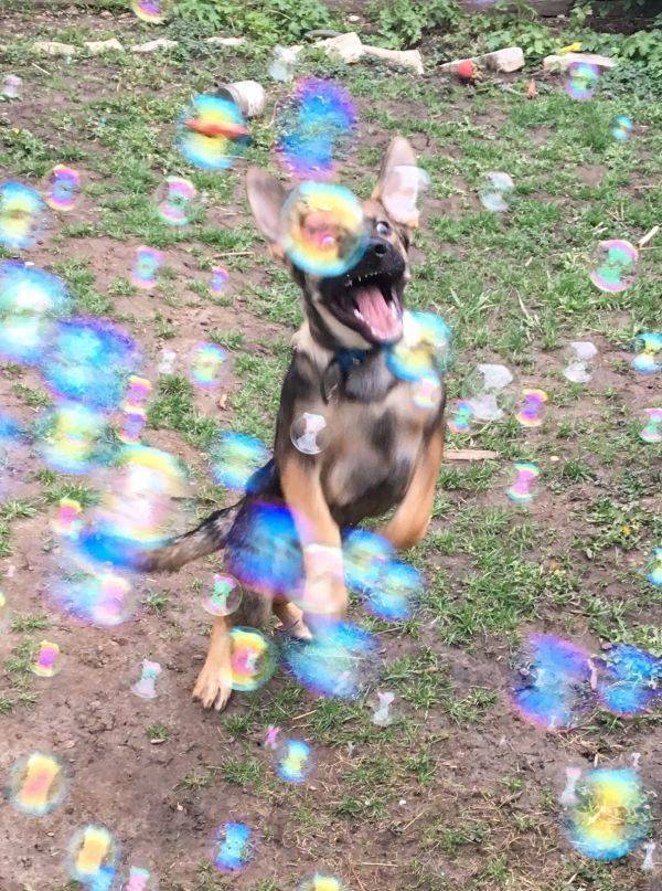 Animals Just Can’t Stop Being Funny