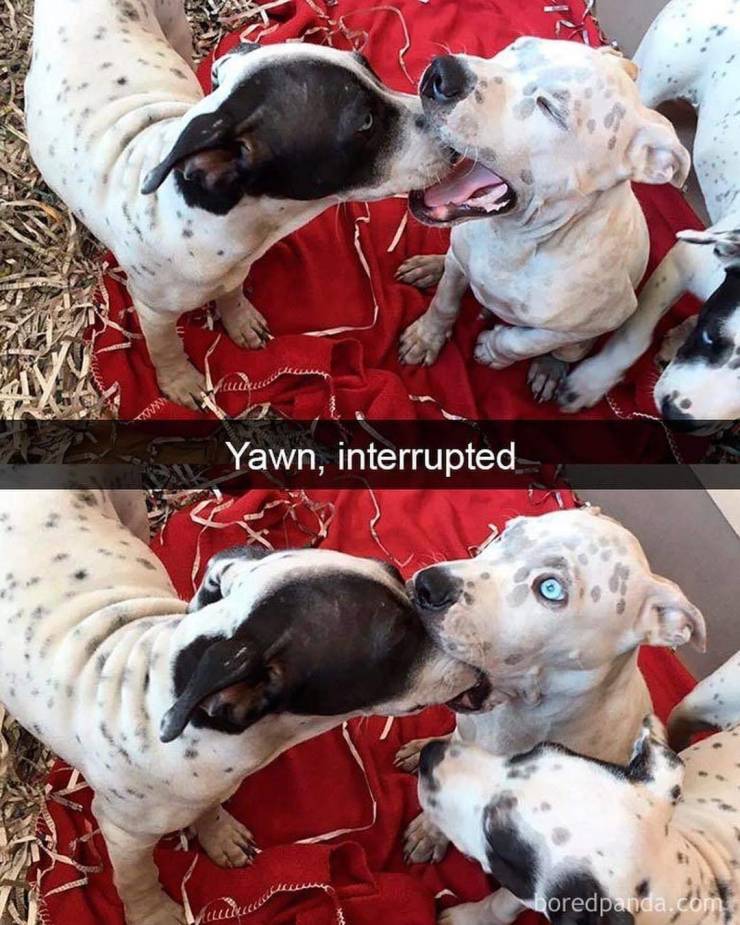 funny picdump 54 pics 13.html - 54 HD Photos | Premium Gallery 2019