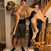 dont play with gas video.html - 1 HD Video | Premium Gallery 2020