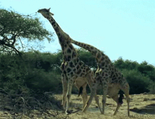 NSFW Facts Are The Most Interesting Ones!