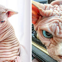 its all about the boobs 53 pics.html - 53 HD Photos | Premium Gallery 2020