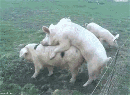 Collection of funny gif animations (53 gifs)