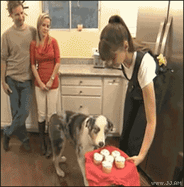 Collection of funny gif animations (53 gifs)