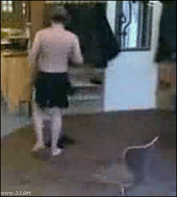 Collection of funny gif animations (53 gifs)