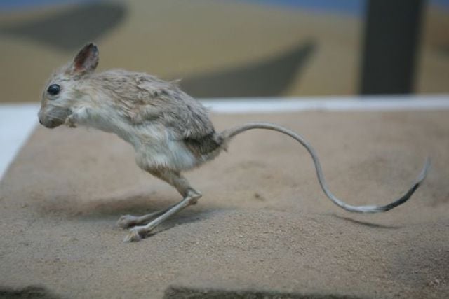 Animal of the day - Jerboa (21 pics + 2 videos)
