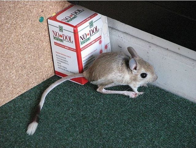 Animal of the day - Jerboa (21 pics + 2 videos)