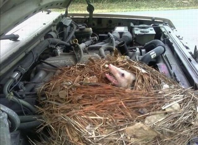 Daily picdump (107 pics)