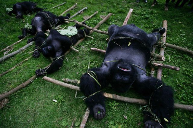 Life, death and money of mafia in the Congo (58 pics)