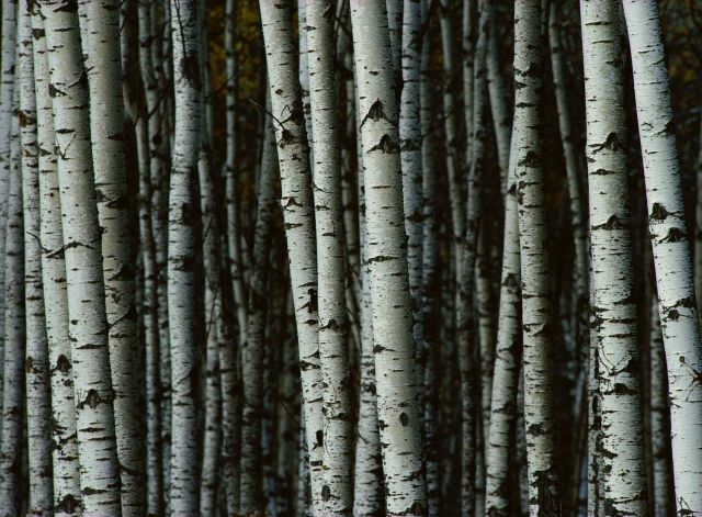 Beautiful Patterns in Nature from National Geographic. Part 2 (78 pics)