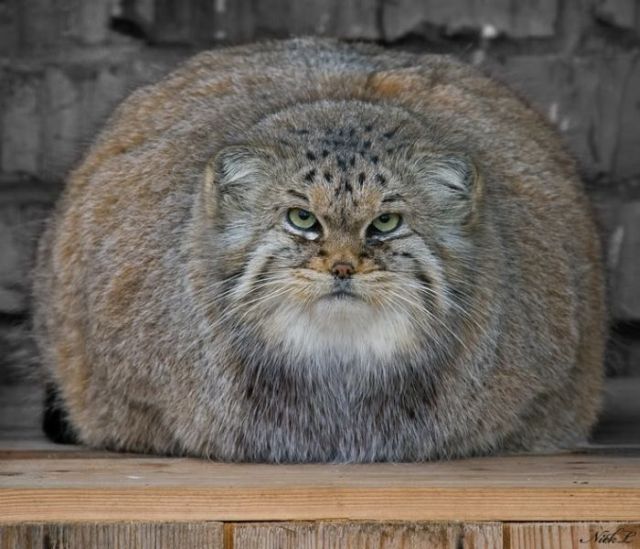 Daily picdump (92 pics)