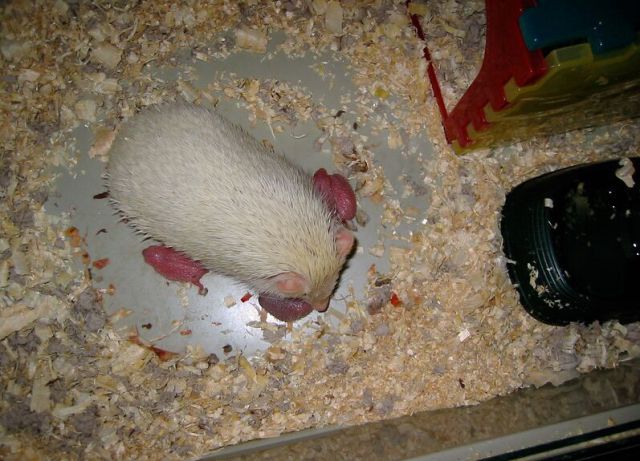 Newly Born Hedgehogs Are So Cute (52 pics)