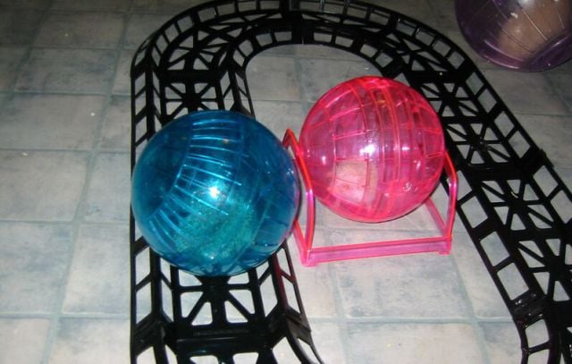 Newly Born Hedgehogs Are So Cute (52 pics)