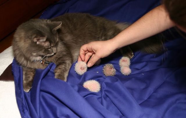 Newly Born Hedgehogs Are So Cute (52 pics)