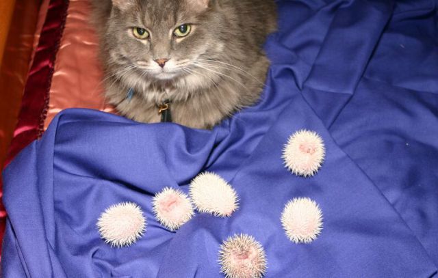 Newly Born Hedgehogs Are So Cute (52 pics)