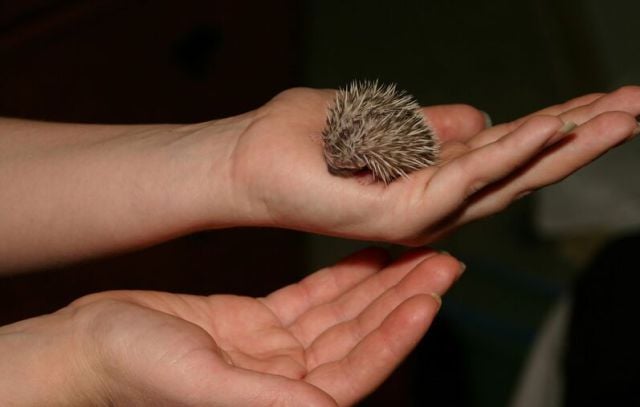 Newly Born Hedgehogs Are So Cute (52 pics)