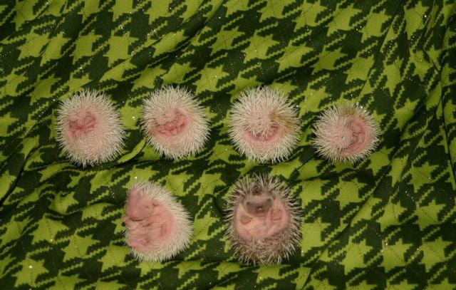Newly Born Hedgehogs Are So Cute (52 pics)