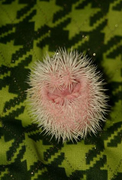 Newly Born Hedgehogs Are So Cute (52 pics)