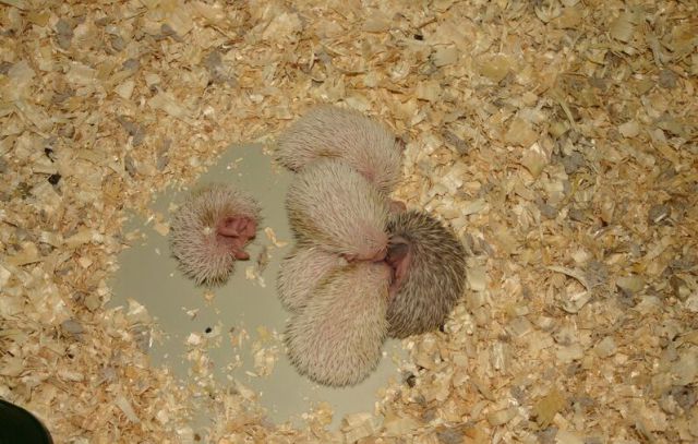 Newly Born Hedgehogs Are So Cute (52 pics)