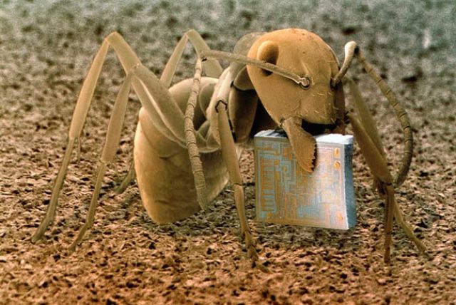 Amazing Scanning Electron Microscope Pictures