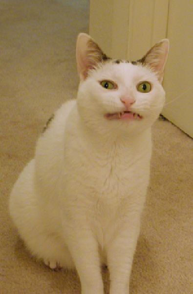 daily picdump weekend edition 78 pics 15.html - 78 HD Photos | Premium Gallery 2011