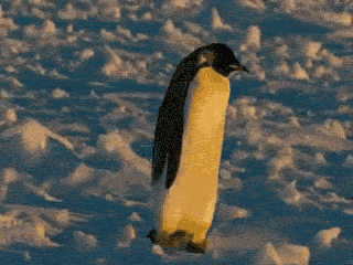 Adorable Penguin Gifs