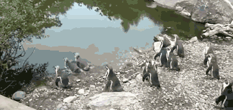 Adorable Penguin Gifs