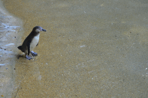 Adorable Penguin Gifs